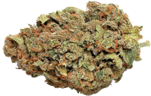 Florakraft MOONBOW Hybrid - 7G